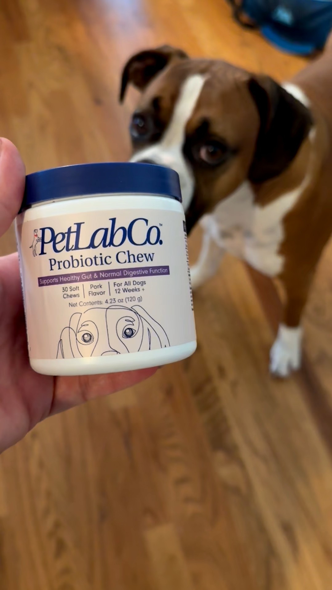 My boxer, Bruno, loves PetLabCo Probiotic Chews! He gets 3 a day because of his weight🤣 He thinks they’re treats and it’s a great way to keep his gut health healthy!!! They have other products to choose from as well!!! 

#LTKPets #LTKFindsUnder50 #LTKFamily