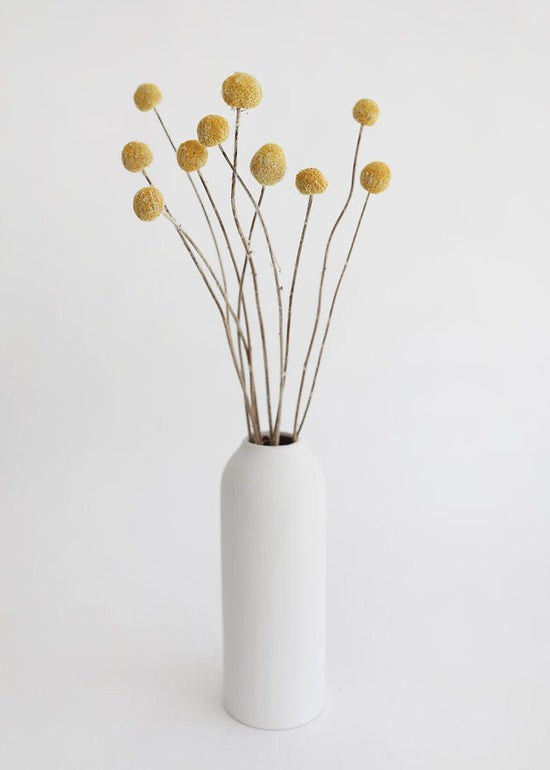 Bundle of 10 Dried Craspedia Billy Buttons - 22 | Afloral (US)