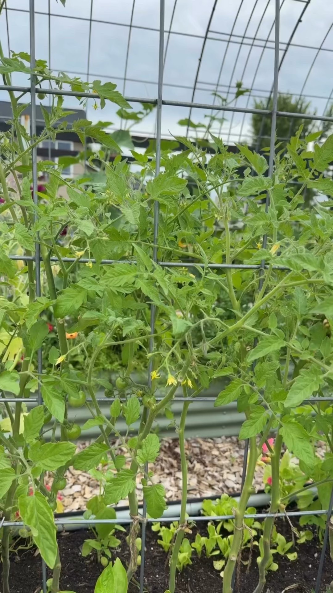 These tomatoes needed pruning. Sometimes I don’t even know where to start - getting these tomatoes pruned and tied up was a task and definitely needed to happen. Looks so much better! 

Pruning can be intimidating especially with so many STRONG opinions. I like to do a mix of both pruning and letting the plant do its thing. 

Check out my tomato highlight for more info on how I prune my plants 🍅 

Full video on my YouTube 📺 & TikTok

#pruning #backyardgardening #gardenchores