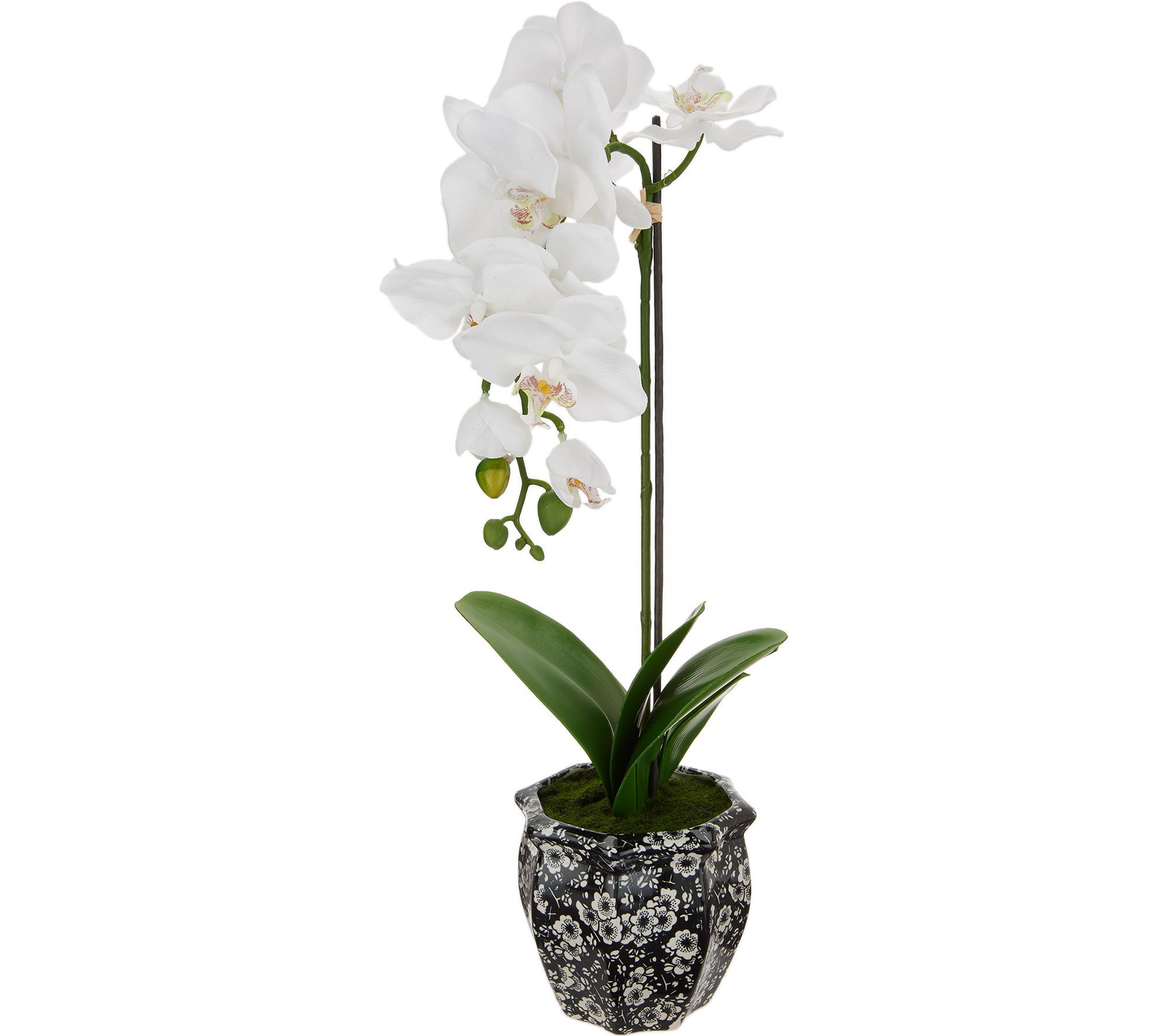 23" Faux Orchid Plant in Decorative Ceramic Pot by Valerie | QVC