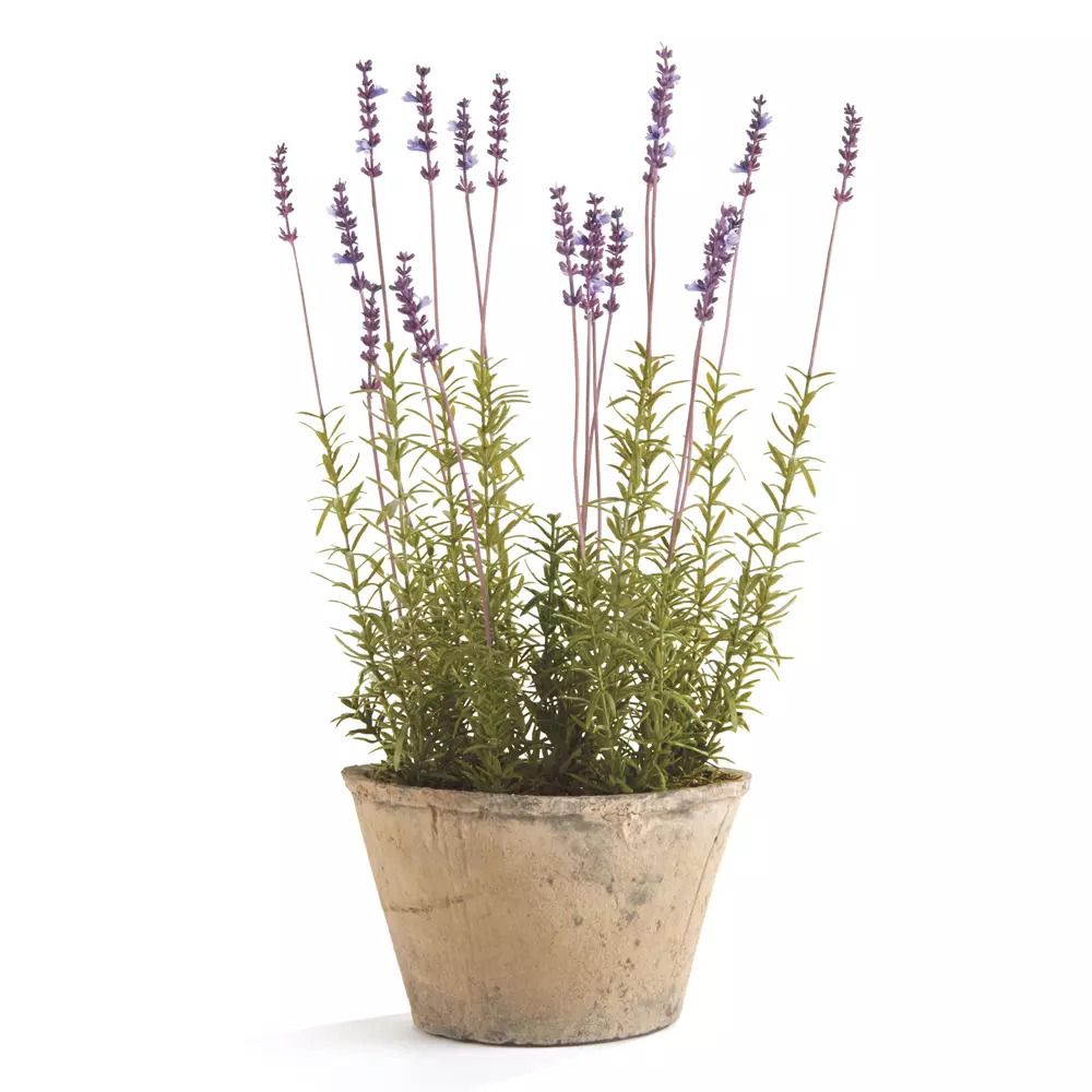 12.5" Potted French Lavendar | Scout & Nimble