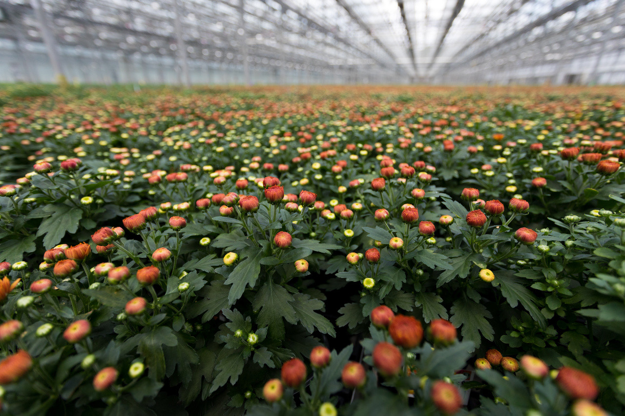 Better Homes & Gardens 2.5G Orange Garden Chrysanthemum Plant Decorative Basket Sun | Walmart (US)