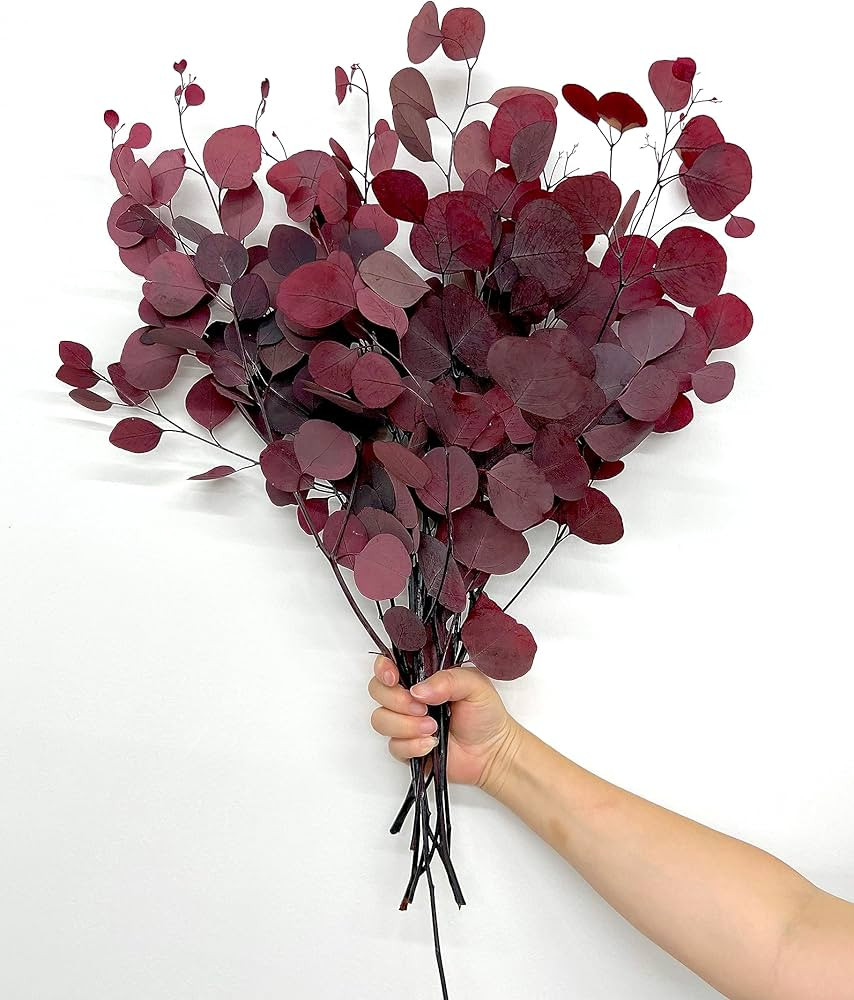 Preserved Dried Silver Dollar Eucalyptus - Red ( Approx 8 oz) Large Bundle Approx up to 30" Tall | Amazon (US)