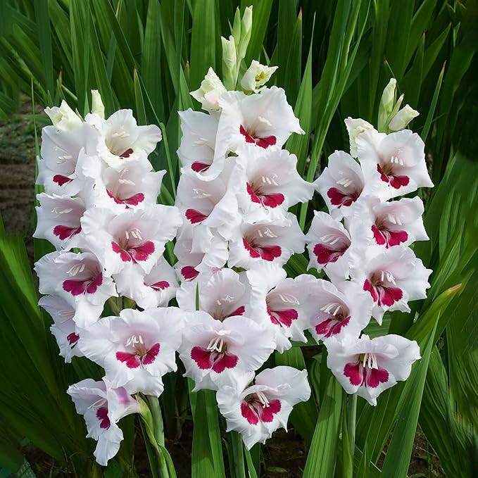 Garden State Bulb Fiorentina Gladiolus Flower Bulbs, 12/14cm, Spring Planting (Bag of 30) | Amazon (US)
