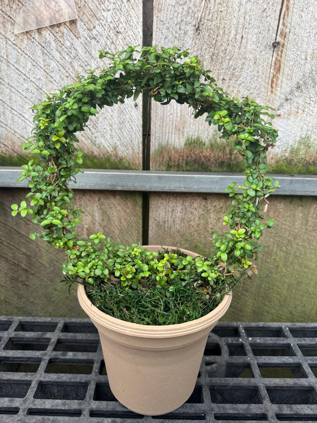 Honey Suckle Boxwood Ring, Topiary - Etsy | Etsy (US)