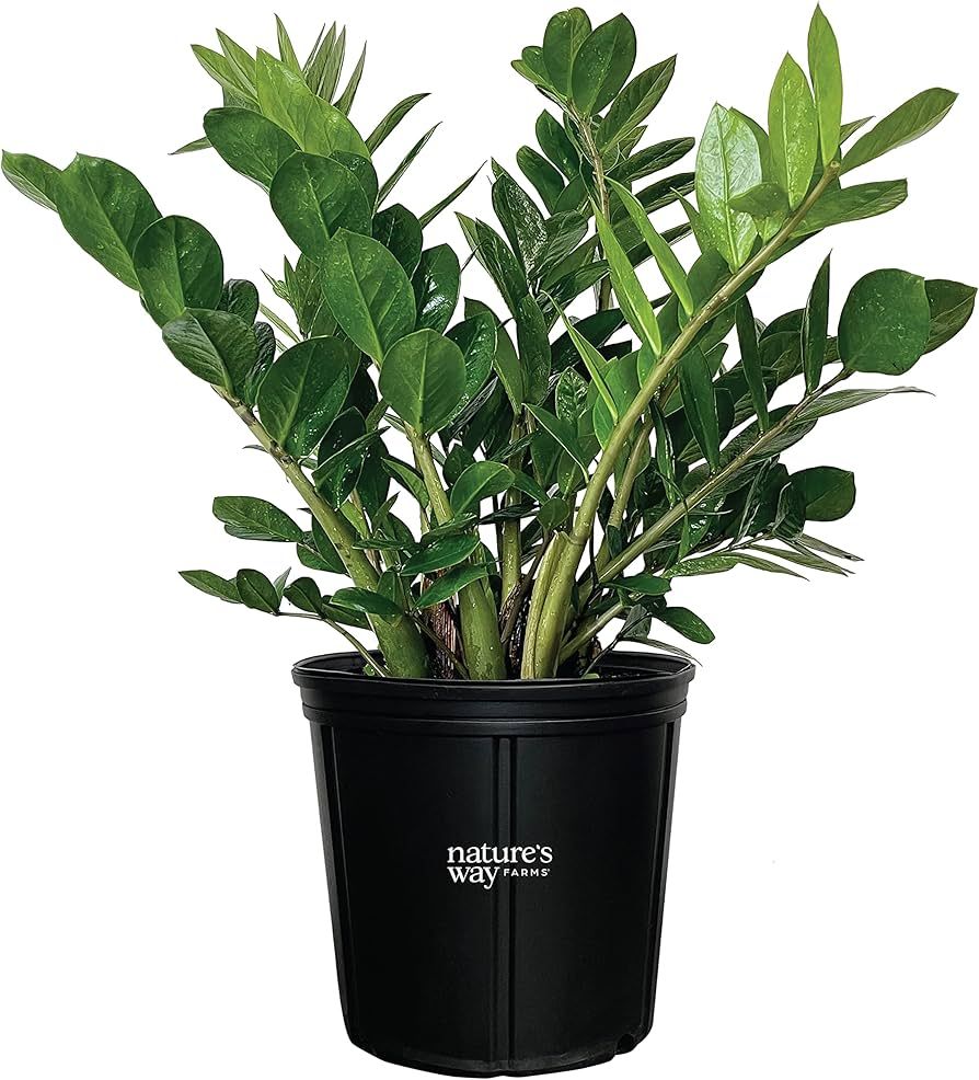 Nature’s Way Farms ZZ Live Plant (25-30in. Tall) in Grower Pot | Amazon (US)