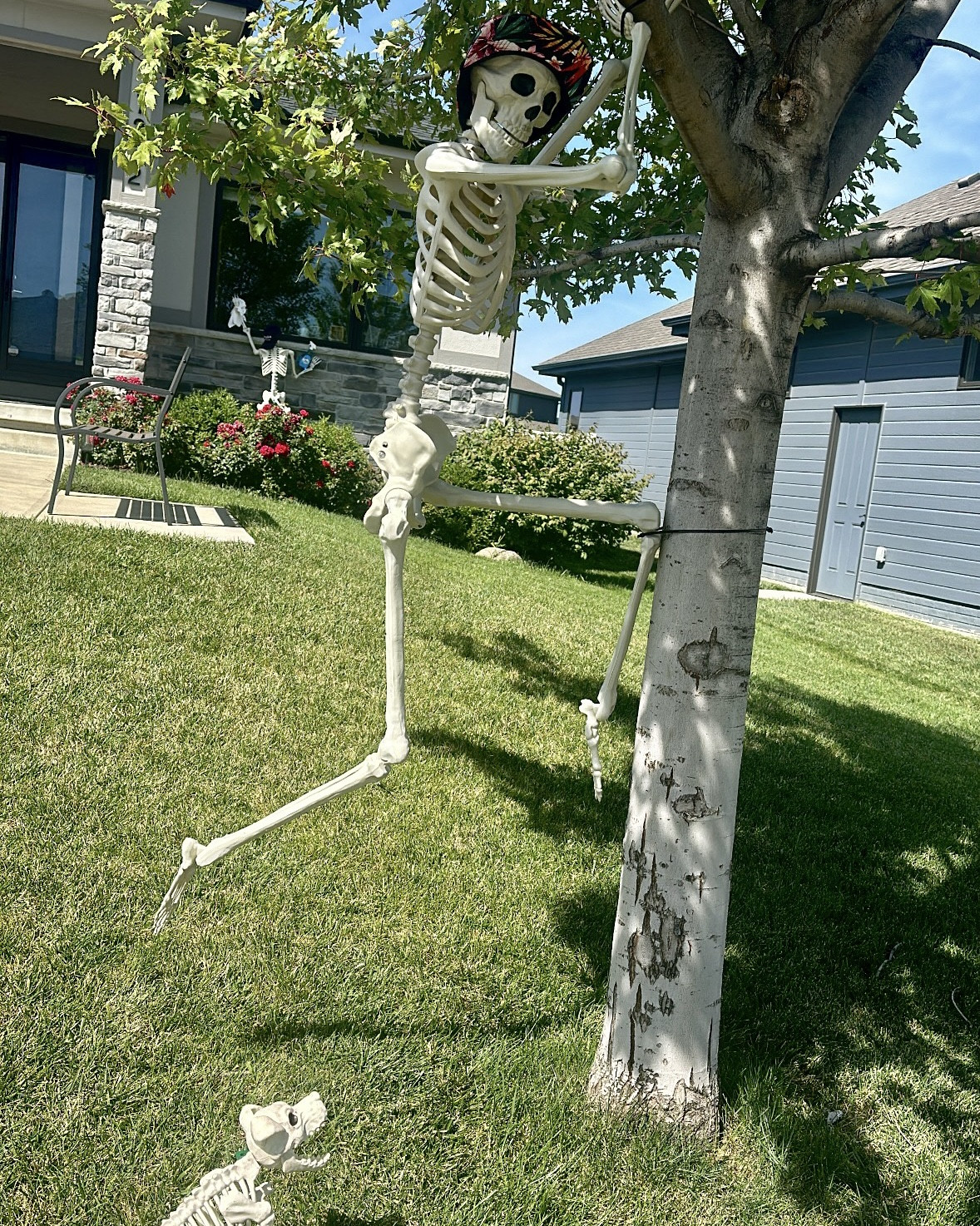 Love Halloween + love setting up fun front yard displays this one is scared skelly in the tree being chased by a dog 💀💀

#LTKSeasonal