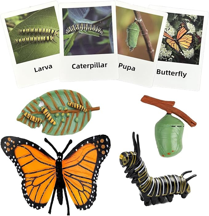 Mbrain 4pcs Butterfly Growth Cycle with Flash Cards,Life Cycle Learning & Education Toys,Montesso... | Amazon (US)