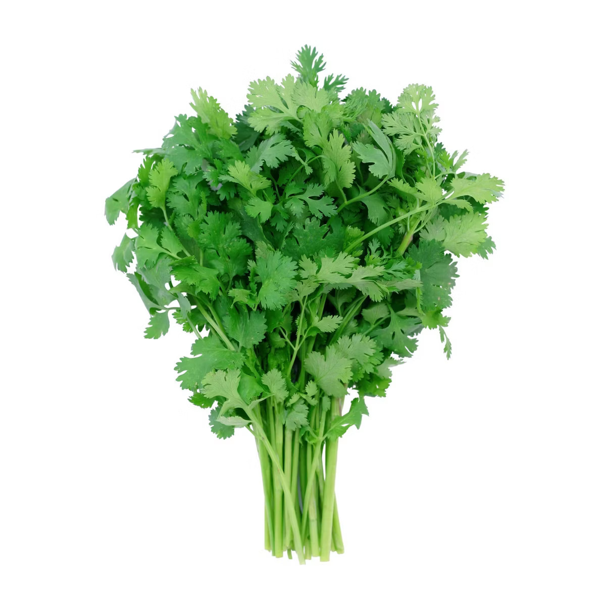 Cilantro Bunch - each | Target