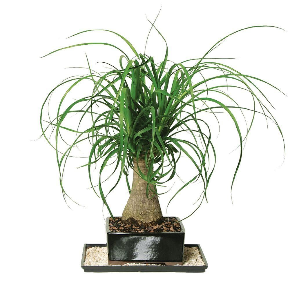 Brussel's Bonsai Ponytail Palm (Indoor)-DT-7001PTP - The Home Depot | The Home Depot