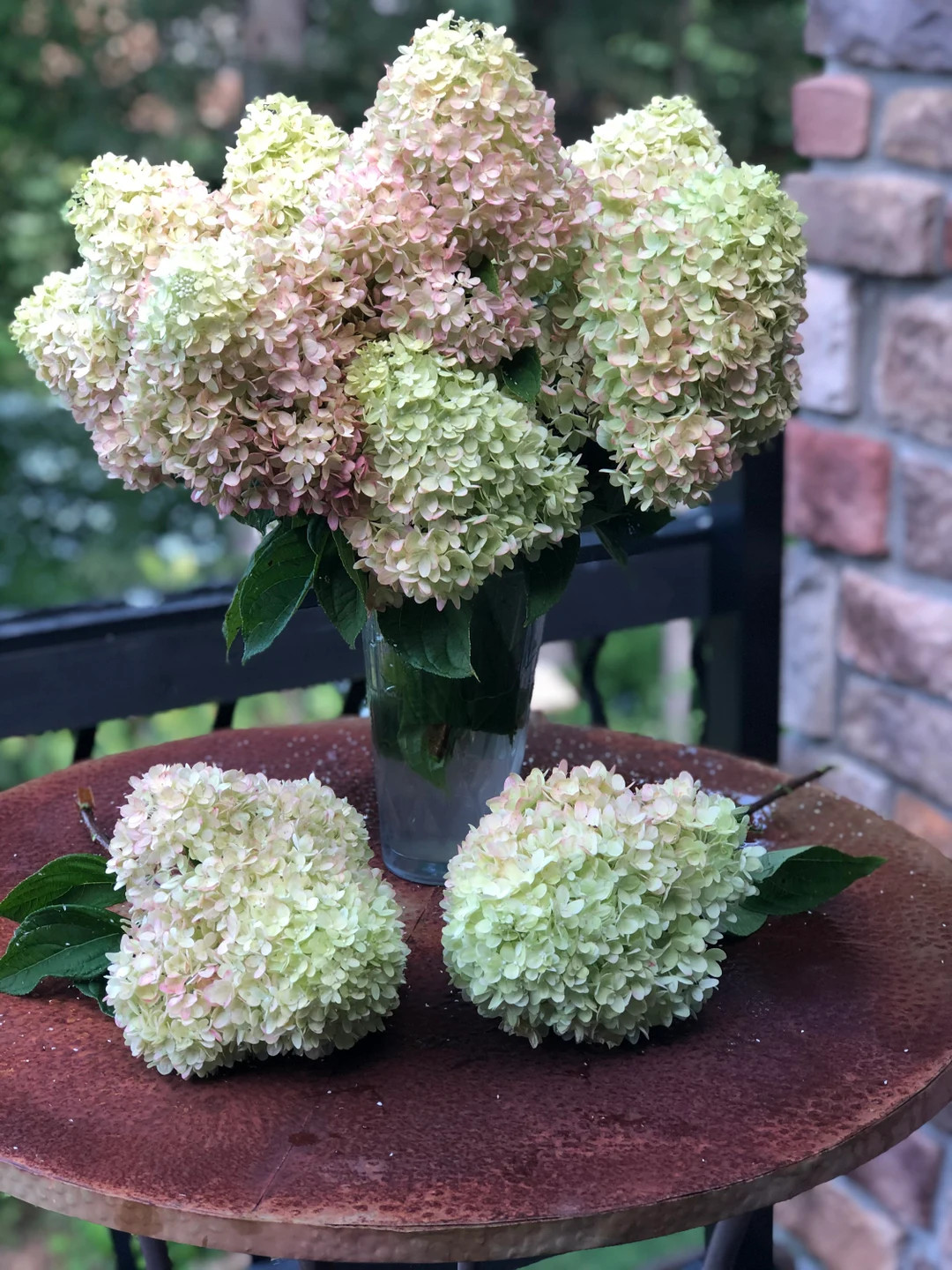 Dried Hydrangea Flowers 6 Stems "limelight" Green, Rose, Cream, Wedding, Natural Bouquet, Cottage... | Etsy (US)