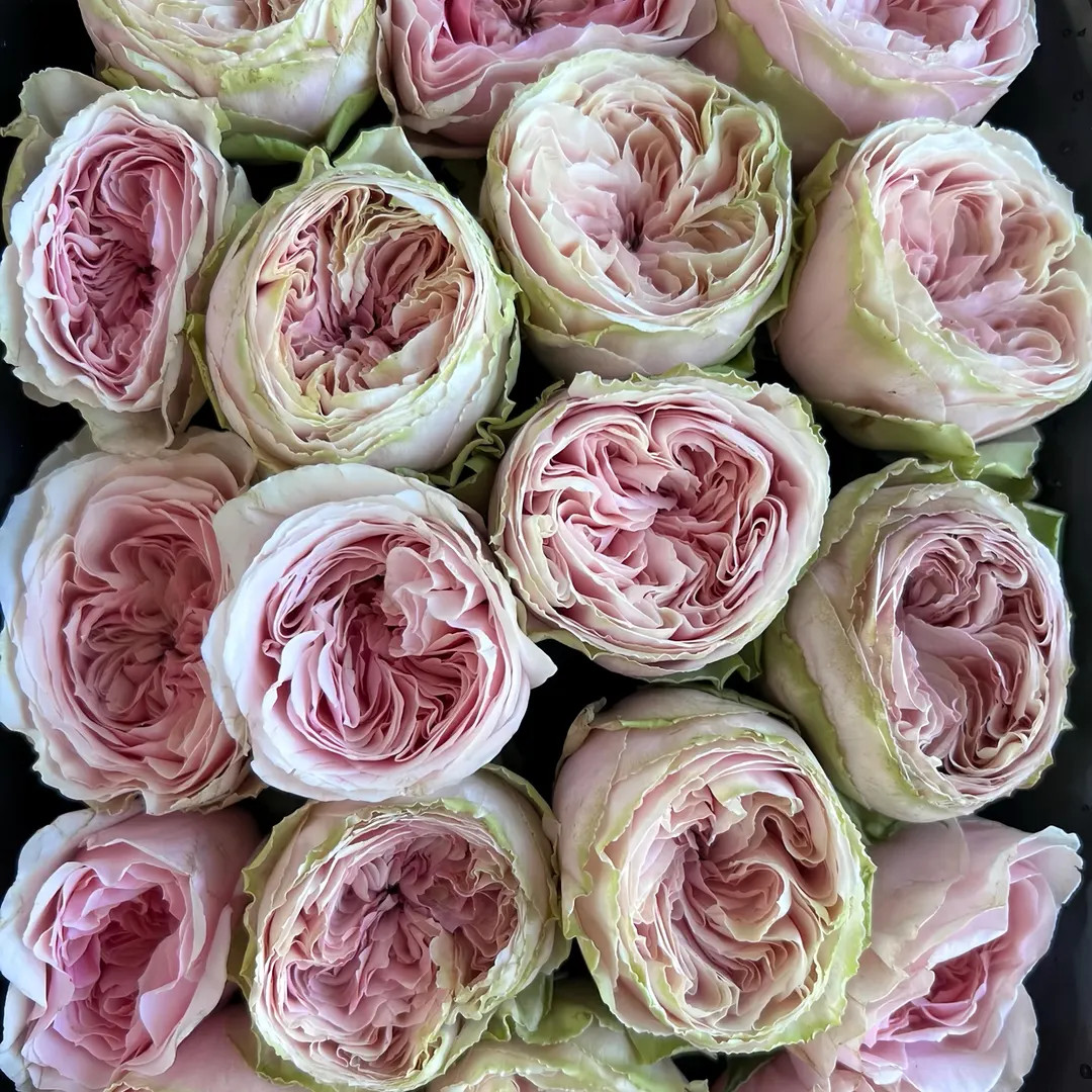 Senlitsu 旋律 own root. | Etsy (US)