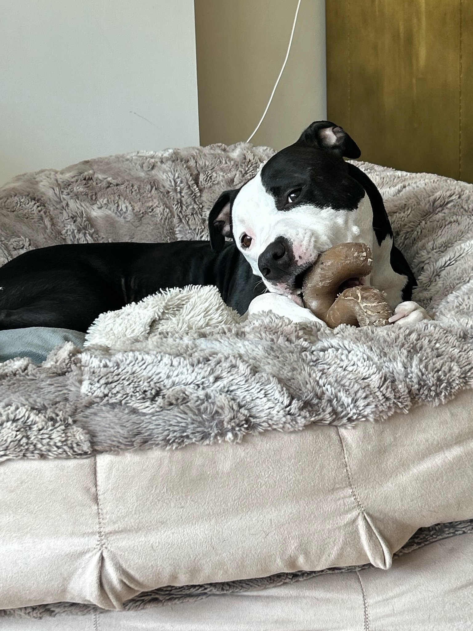 I only got one of these at first (because I wasn’t sure if they would like) - BIG mistake lol. Had to put it away until I ordered one for each of them (and a backup in case one goes missing 😭)