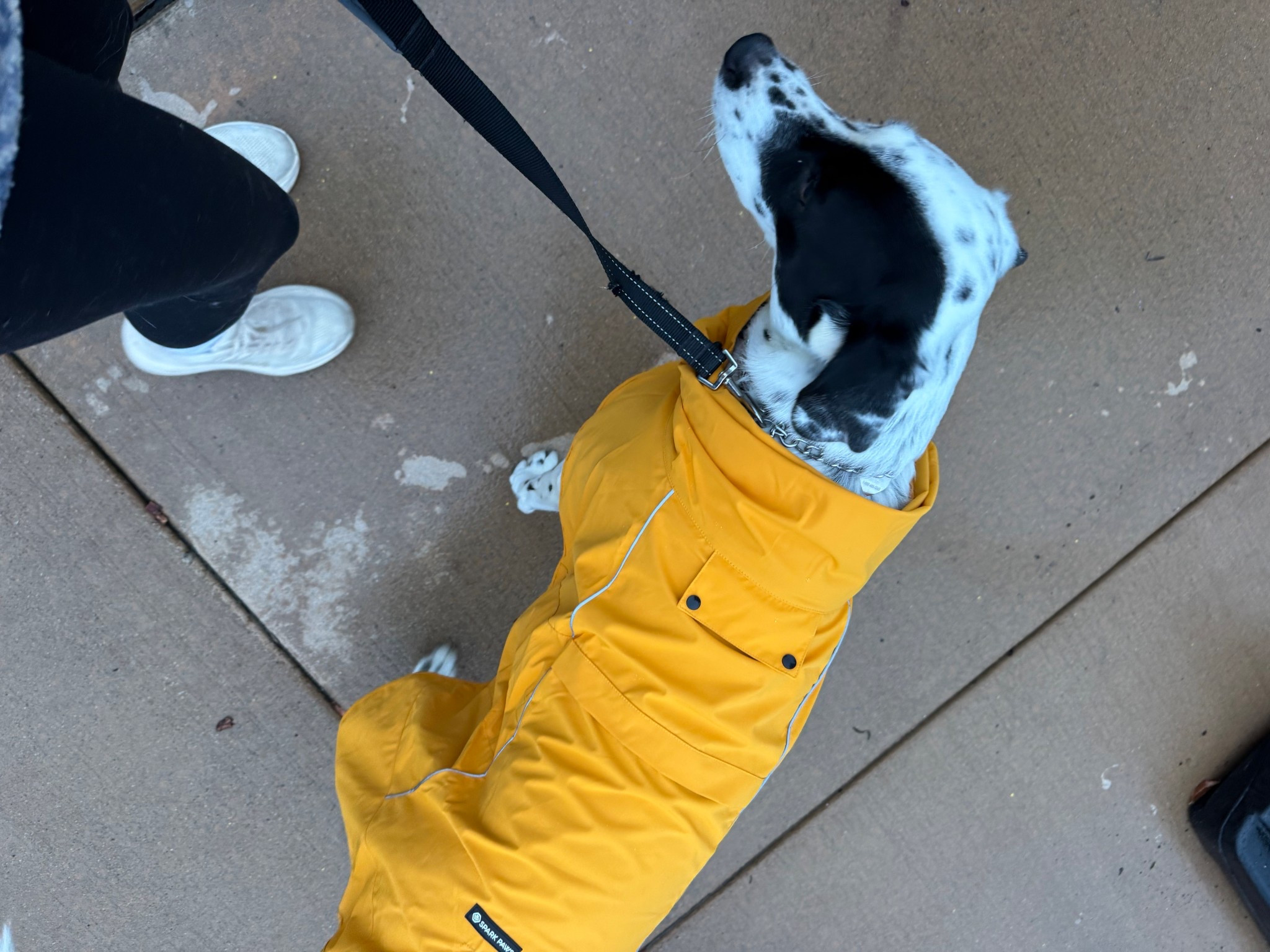 Luna’s new RAIN COAT! It actually fits so well- I used the sizing guide they provided! 

#LTKFindsUnder50 #LTKPets #LTKActive