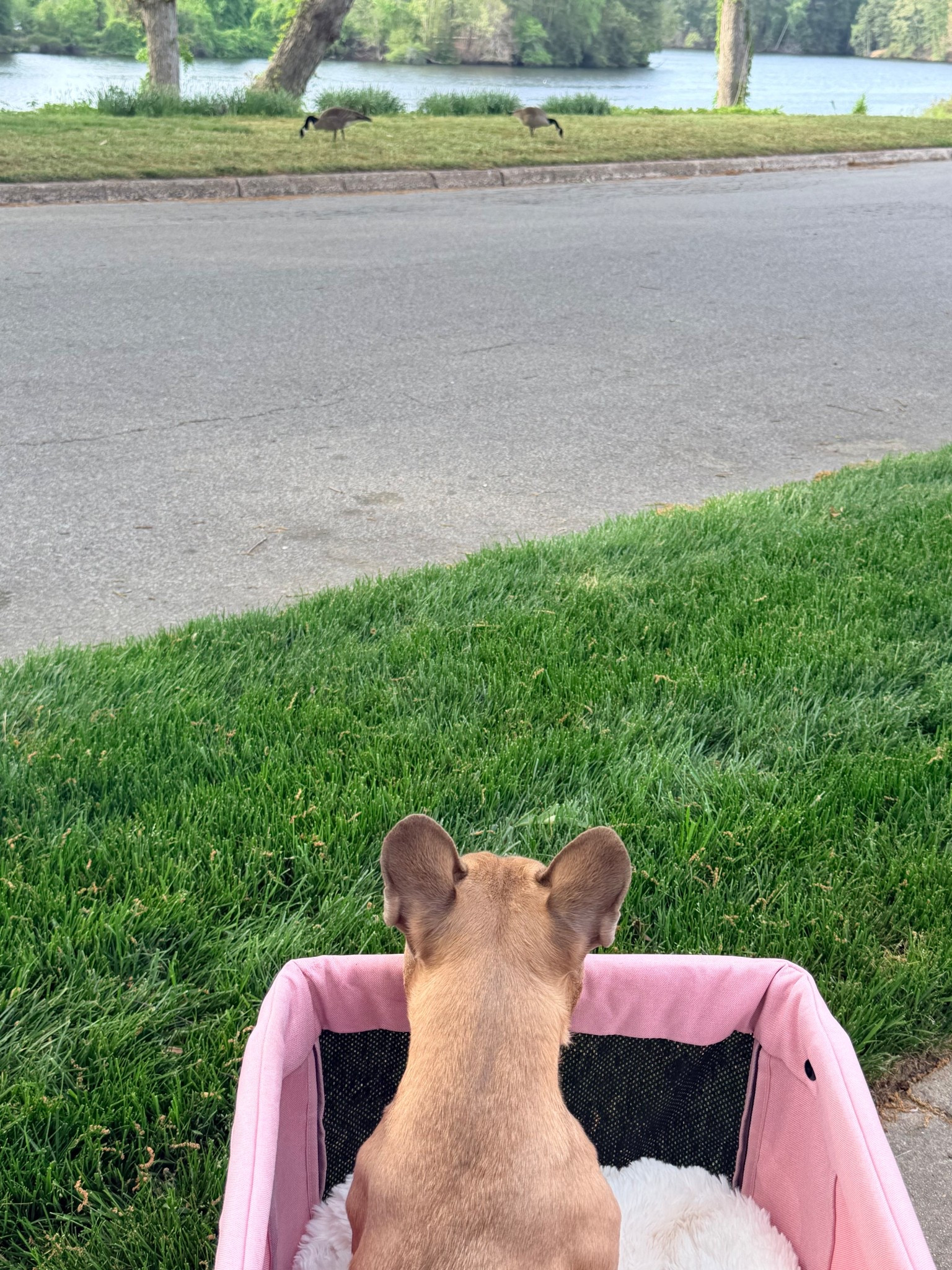 The perfect dog stroller. Yes before you judge, my dog will not put on the collar. She hates walking and just goes poop right now feet her to get out of the house with her anxiety and she absolutely loves it. Amazon goodie ￼￼

#LTKHome #LTKmomlife #LTKdayinmylife