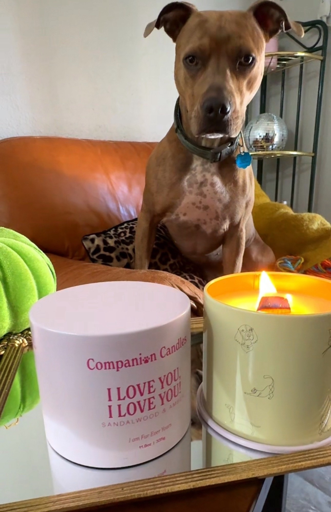 For the home that smells as sweet as your fur baby. 💛🐾

#LTKPets #LTKGiftGuide #LTKHome