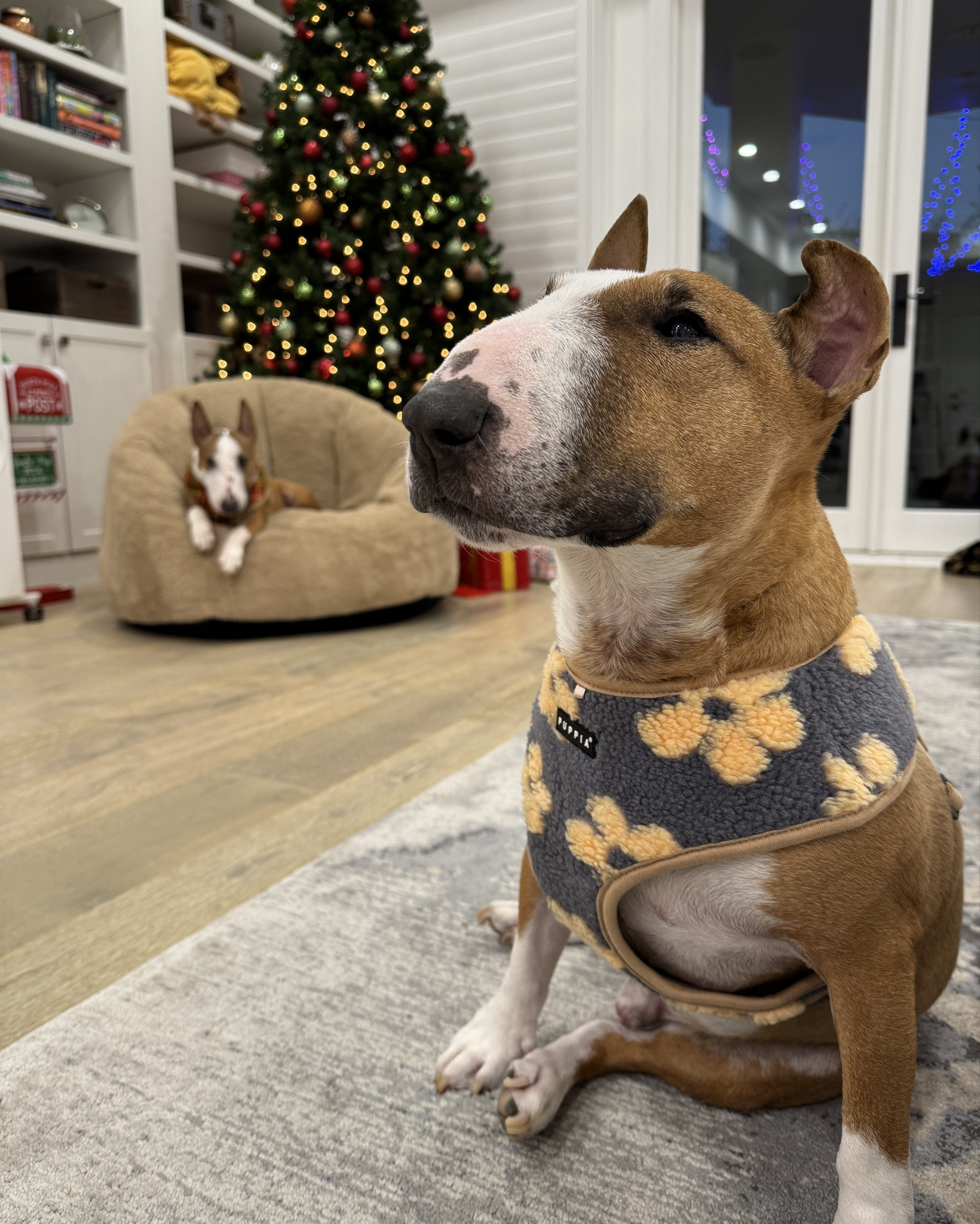 new handsome harness bois 

#LTKGiftGuide #LTKHoliday #LTKSeasonal