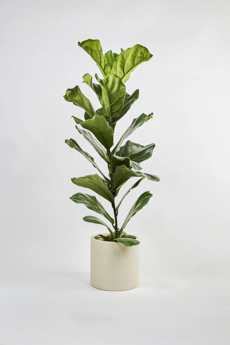 Fiddle Leaf Fig | H&M (UK, MY, IN, SG, PH, TW, HK)