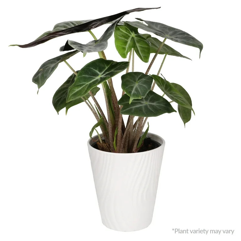 Wild Interiors Live Indoor Plant Fancy Alocasia Live Plant in 5" Decorative Fiber Clay Pot | Walmart (US)