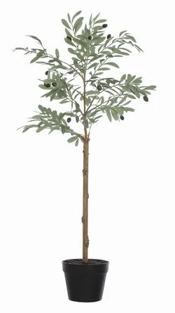 Primrue Olive Plant in Pot | Wayfair | Wayfair North America