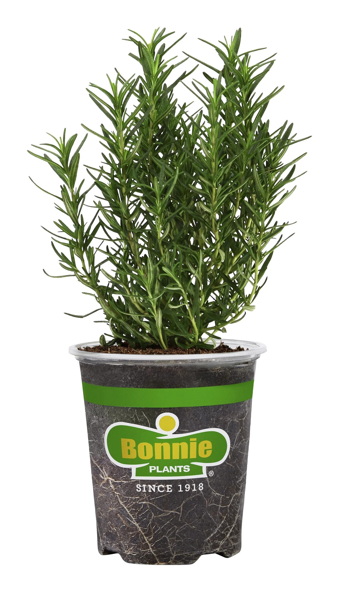 Bonnie Plants Rosemary 19.3 oz. | Walmart (US)