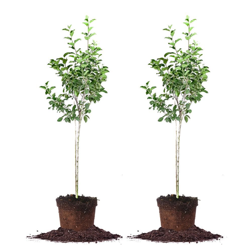 PERFECT PLANTS NURSERY #5 Fuji Apple (2-Pack) | The Home Depot