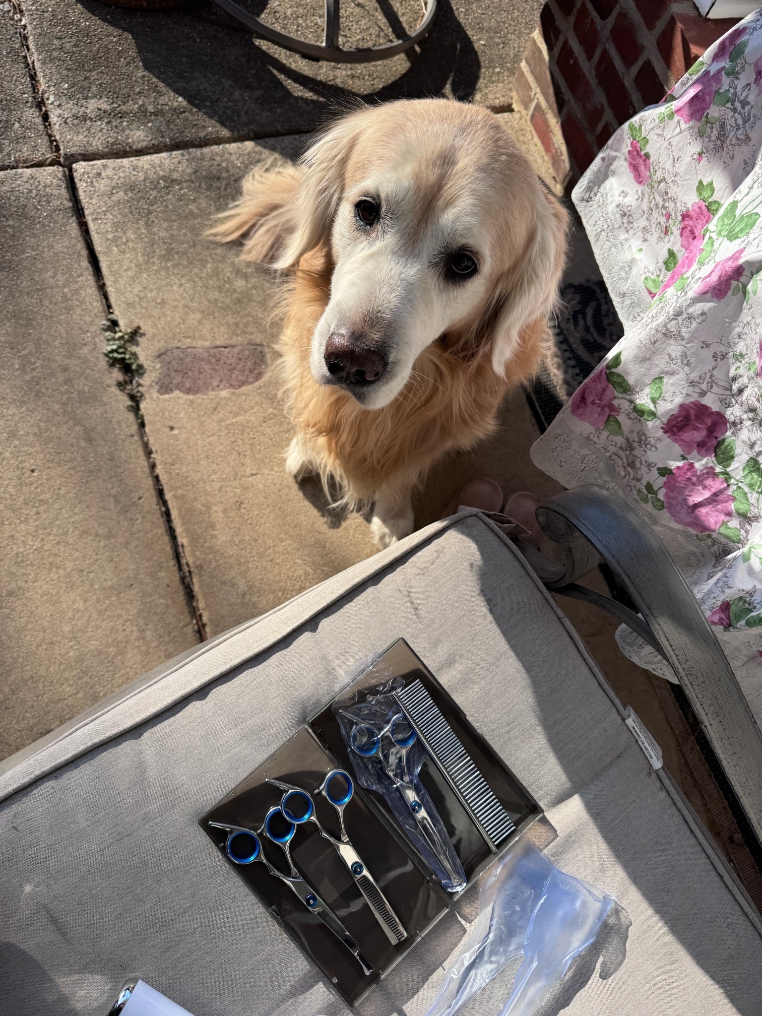 A little trim 🐾♥️✂️ 

#grooming #haircut #dogscare #petsgrooming

#LTKmomlife #LTKHome #LTKdayinmylife