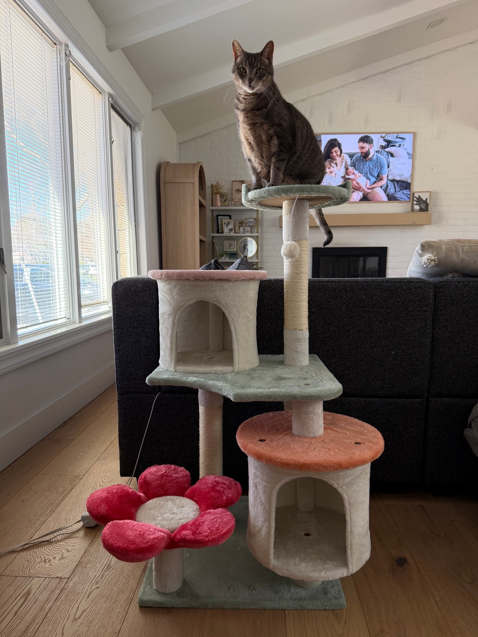 Adorable pastel cat tower! Our living room needed a cat tree refresh and this one has such cute pops of color  

#LTKHome