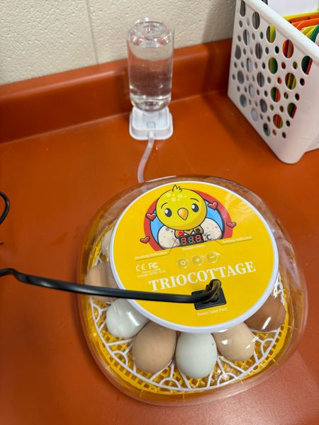 Purchased an egg incubator for my classroom this year. It was so cool to watch chicks hatch!

Chicks, chickens, incubator, homeschool, teacher, teaching, science,

#LTKFamily #LTKFindsUnder50 #LTKKids