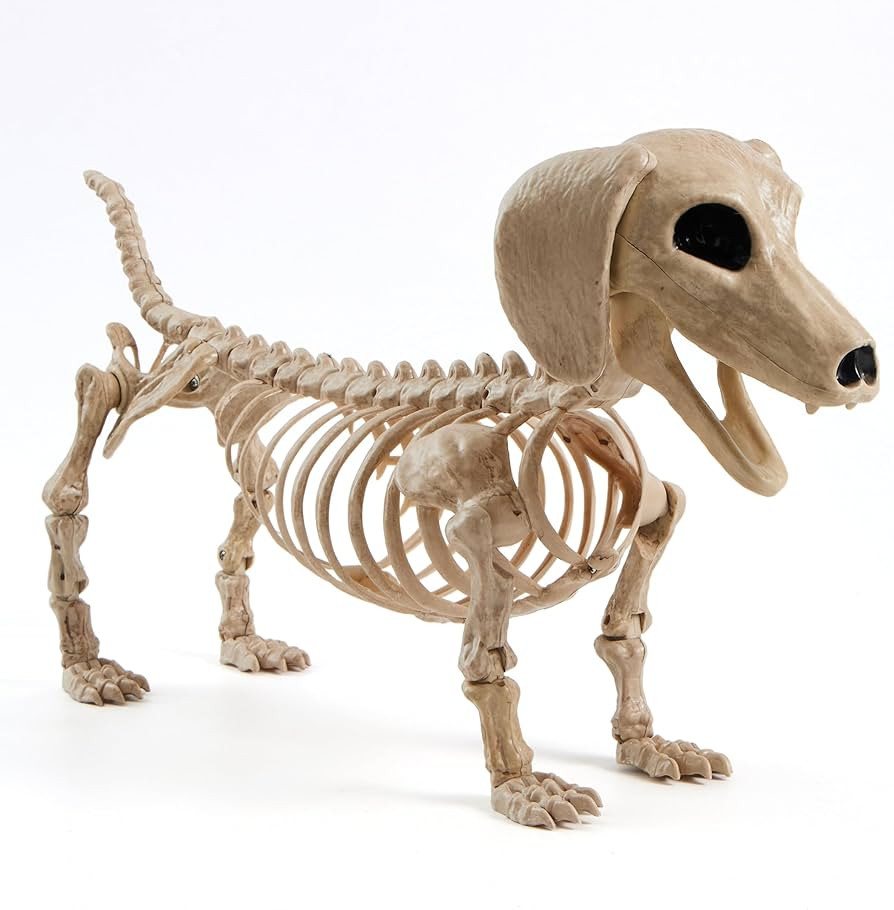 JOYIN Wiener Dog Skeleton 24” Plastic Animal Posable Skeleton Halloween Decorations with Movabl... | Amazon (US)
