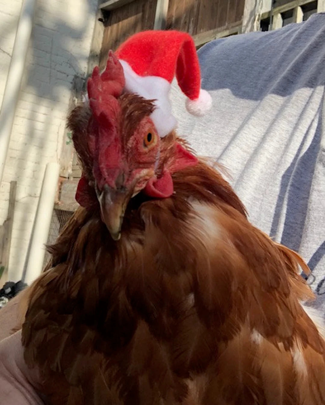 Santa Hat for Chickens - Etsy | Etsy (US)