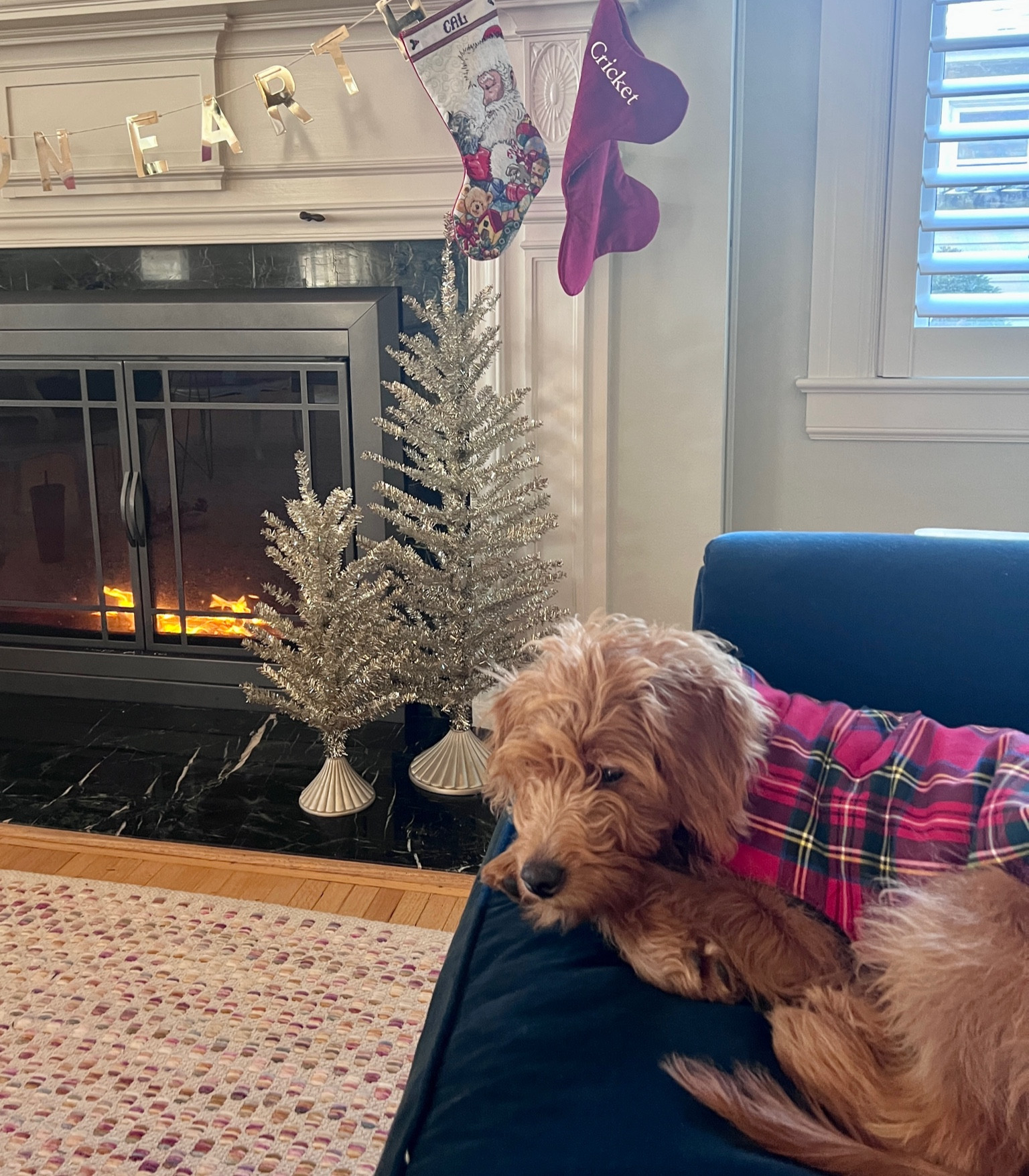 My favorite holiday gifts for your dog! ❤️🐕

#LTKHoliday #LTKGiftGuide