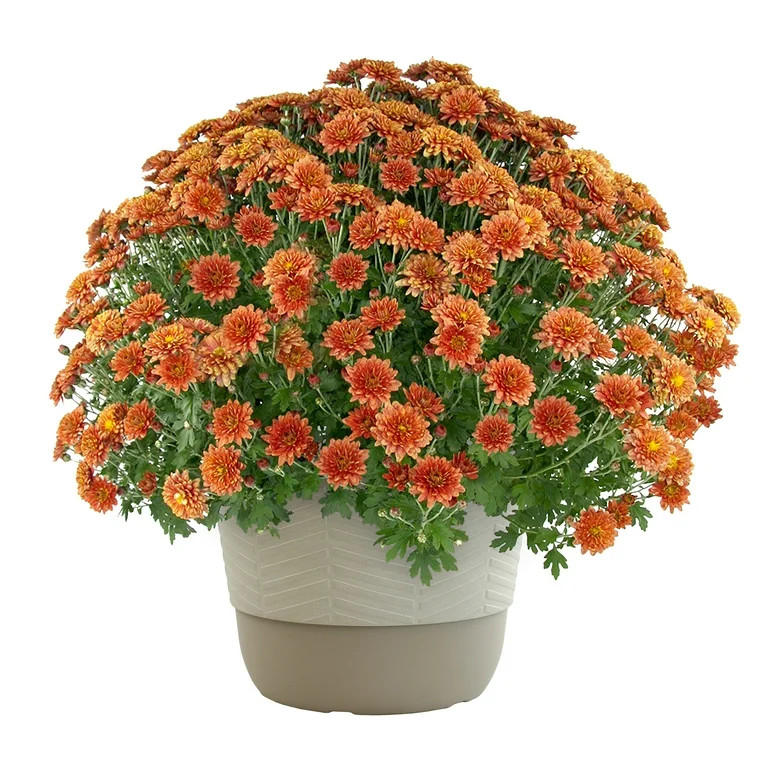 Better Homes & Gardens | Walmart (US)