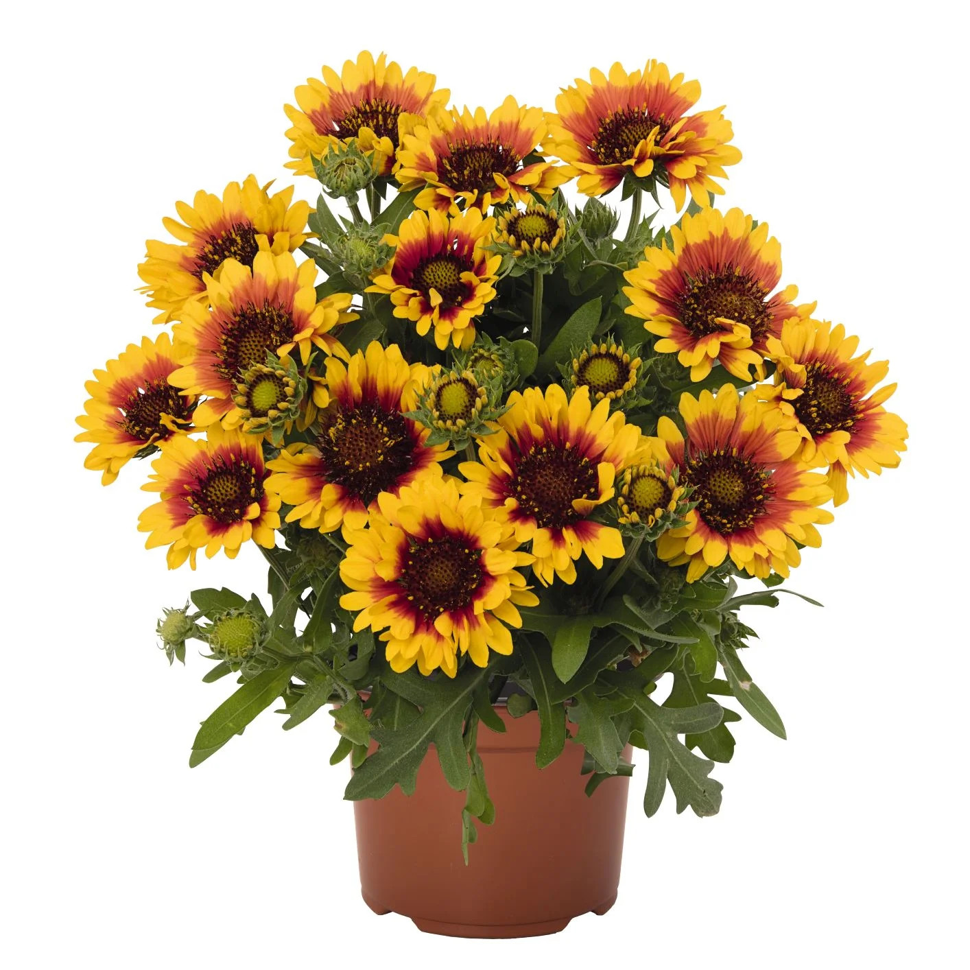 Better Homes & Gardens - 2.5 Quart Multicolor Gaillardia Blanket Flower Perennial - Outdoor Live ... | Walmart (US)