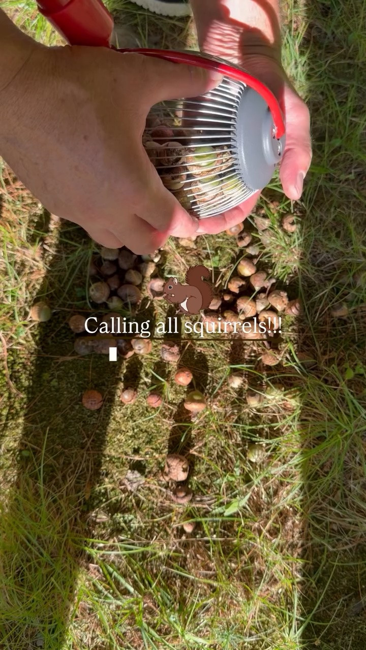 Calling all squirrels!!!