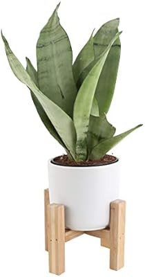 Costa Farms Snake, Sansevieria 4.25-Inch Wide Mid-Century Modern Planter and Plant Stand Set Fits... | Amazon (US)