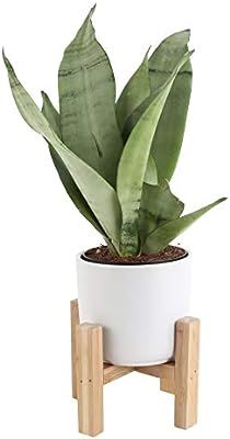 Costa Farms Snake, Sansevieria 4.25-Inch Wide Mid-Century Modern Planter and Plant Stand Set Fits... | Amazon (US)
