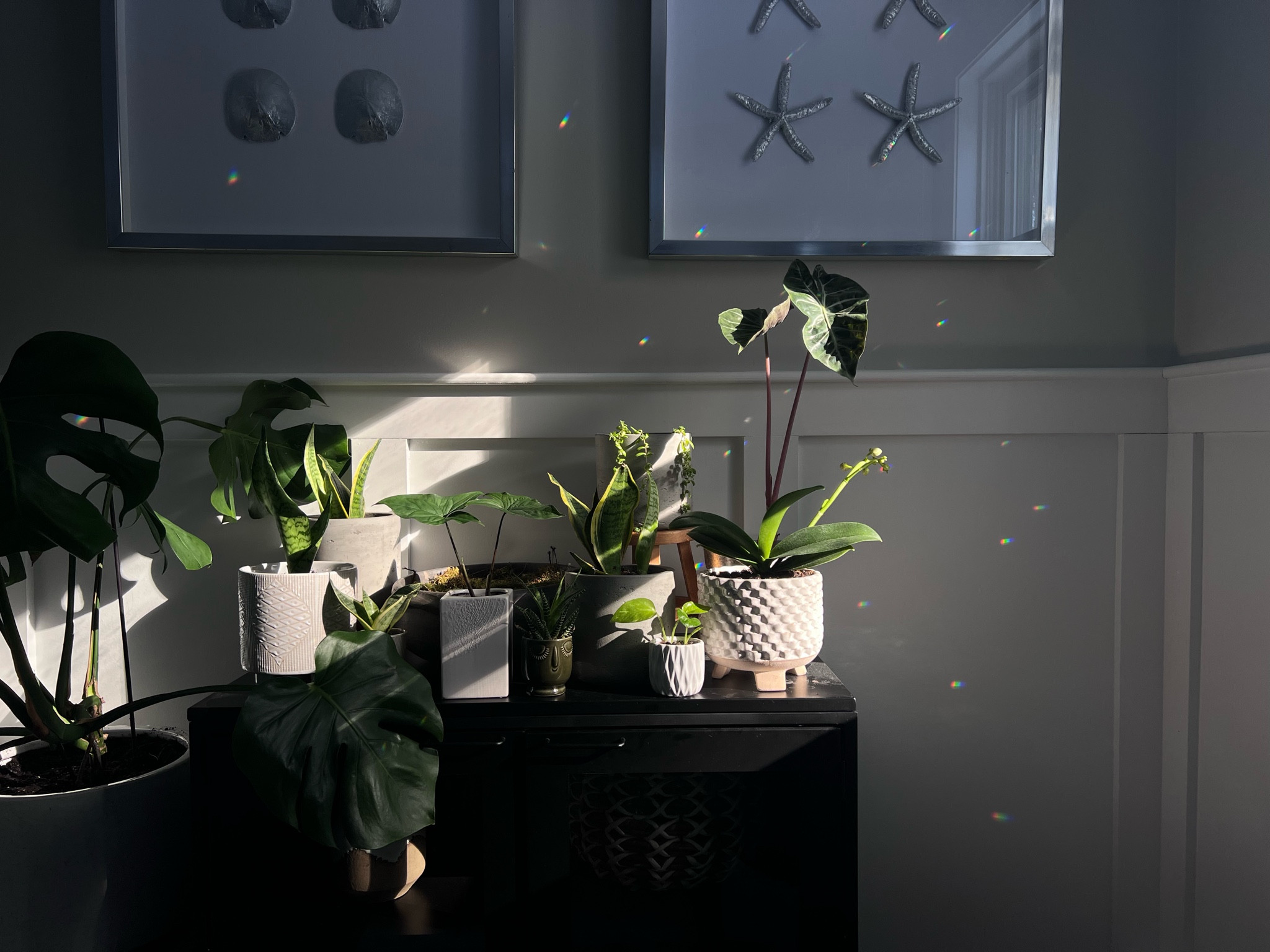 All indoor plant things 

#LTKhome #LTKFind