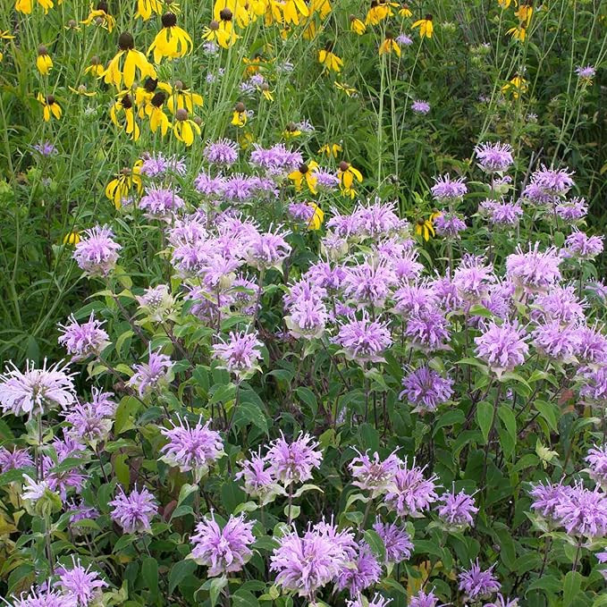 Eden Brothers Bee Balm Seeds - Wild Bergamot | Amazon (US)