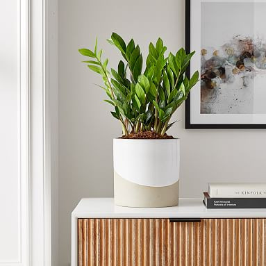 Live 10" ZZ Plant | Pottery Barn Teen