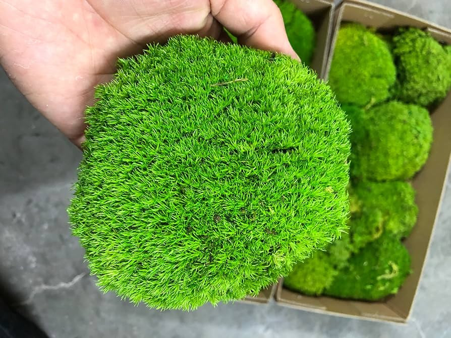 Preserved Pole Moss Pillow Bun Cushion Natural Green Decorative Real Natural Green DIY Kit Terrar... | Amazon (US)