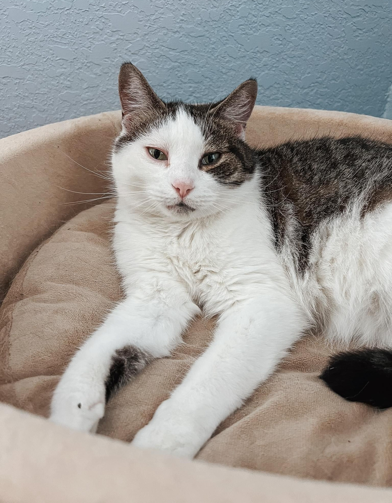 A few of our everyday cat must-haves: a whisper-quiet water fountain, a heated pet bed for chilly mornings, nail clippers that actually work, and enrichment favorites like catnip toys, tasty treats, and even DIY-friendly cat grass and catnip seeds. Great for new cat parents or anyone looking to upgrade their setup 💚 

 #LTKSeasonal #LTKPets #LTKFamily