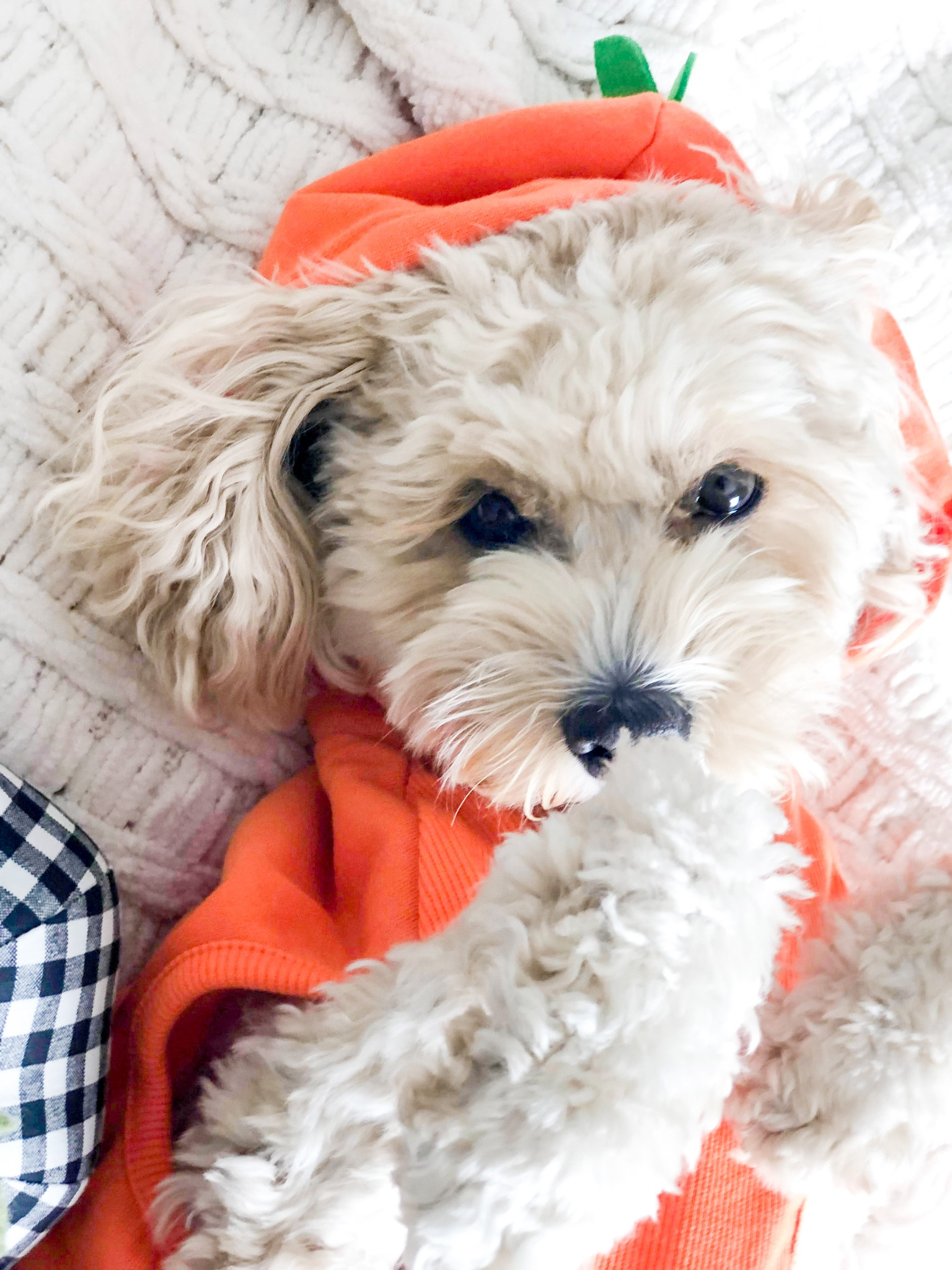 Momma’s sweet pumpkin 🎃
My pumpkin dog hoodie and other crowd favorites to choose from for your dog’s Halloween costume this year! 👻
#ltkdog #pumpkin #halloween #fall #costume 

#LTKHalloween #LTKsalealert #LTKSeasonal