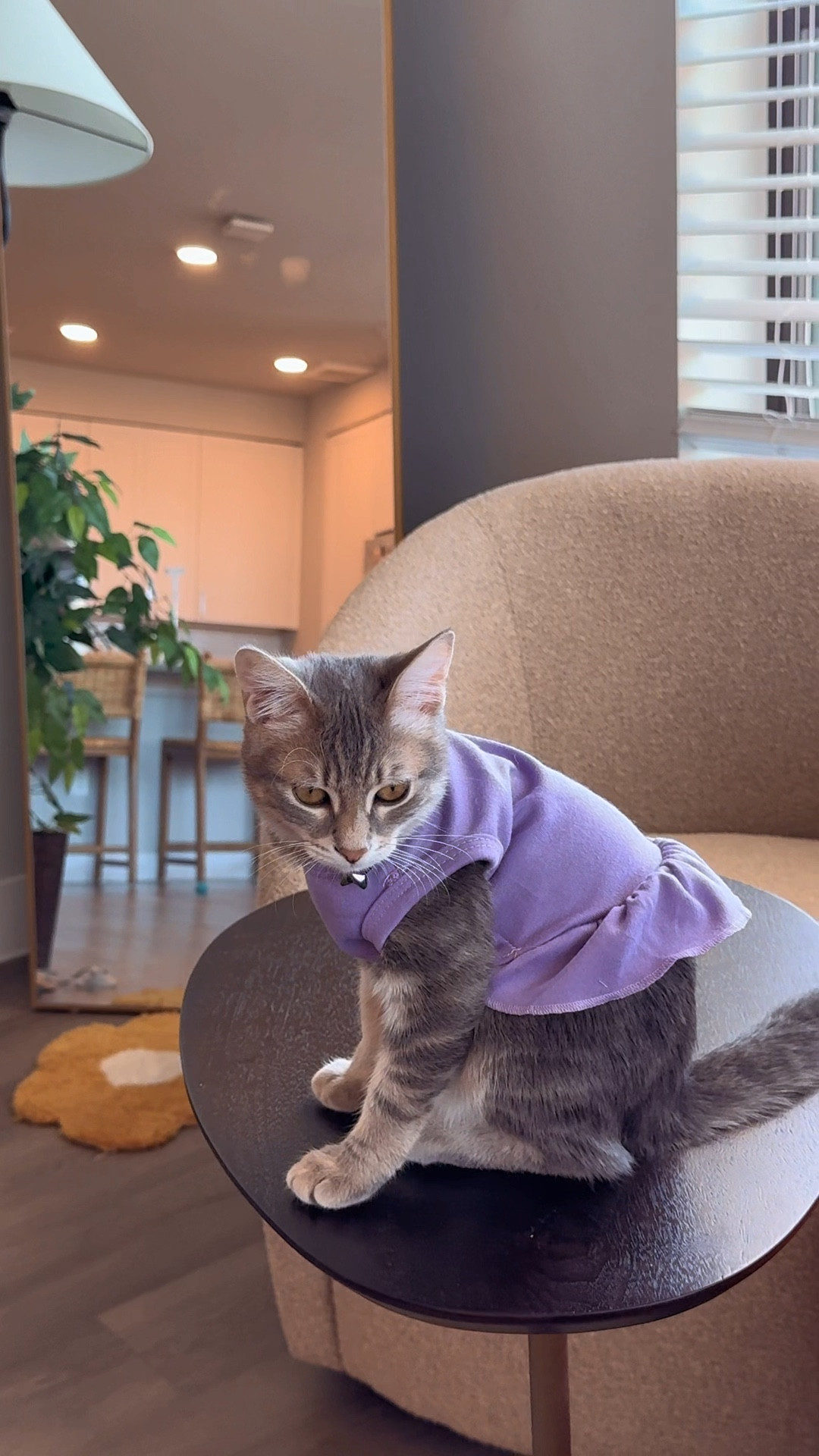 What my cat wore 💜✨linked a similar item! 

#LTKFindsUnder50 #LTKPets #LTKStyleTip