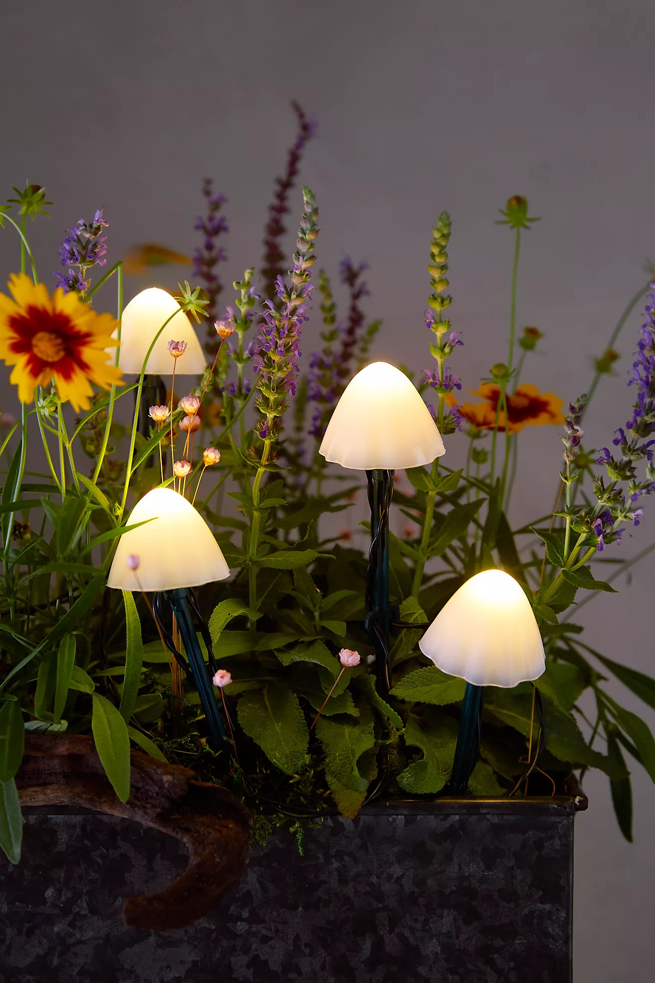Stargazer Nature Effects Solar Mushroom Lights | Anthropologie (US)