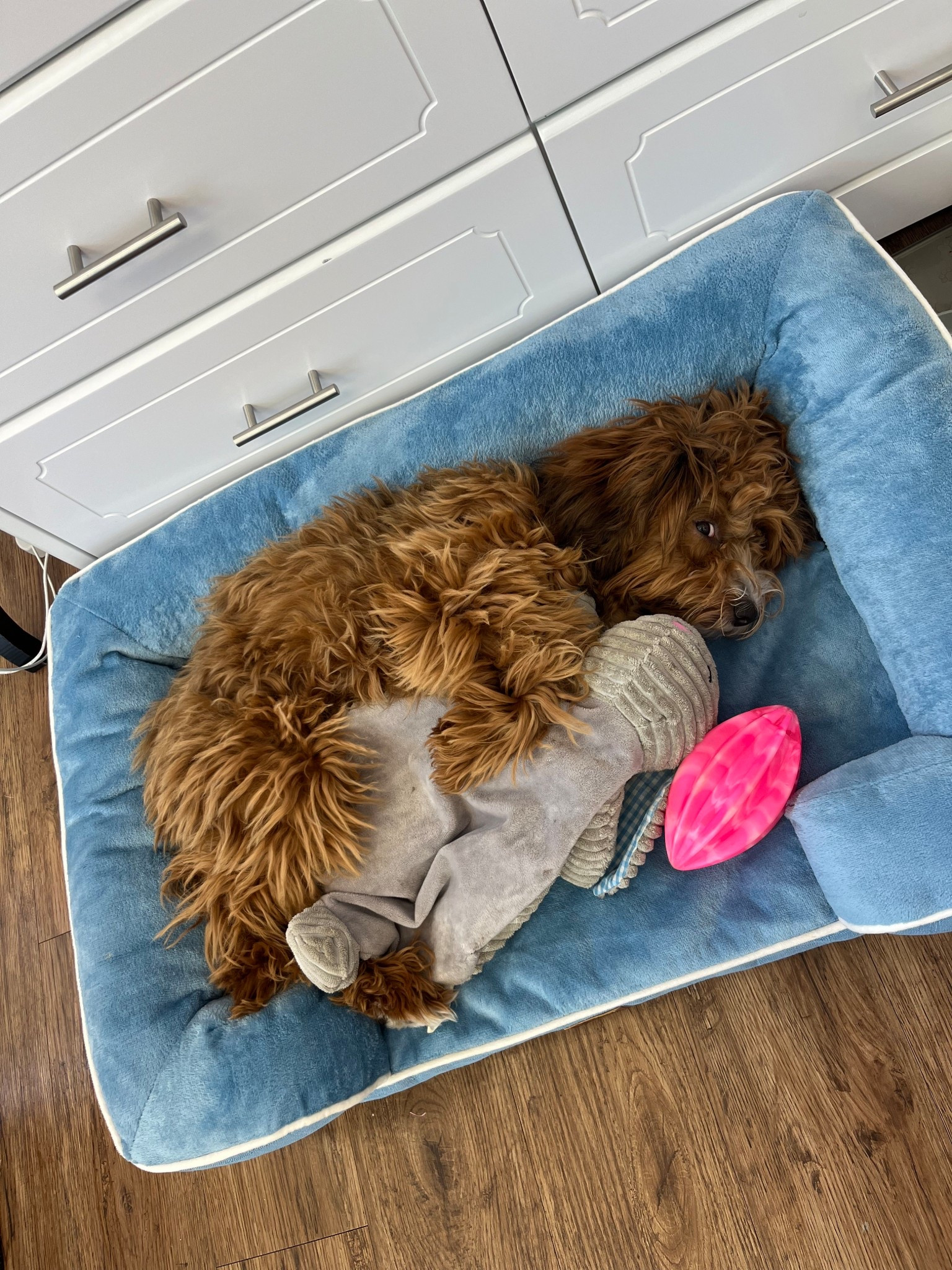 lil girl lovessss her BunBun 🐰 💕


#LTKHome #LTKPets