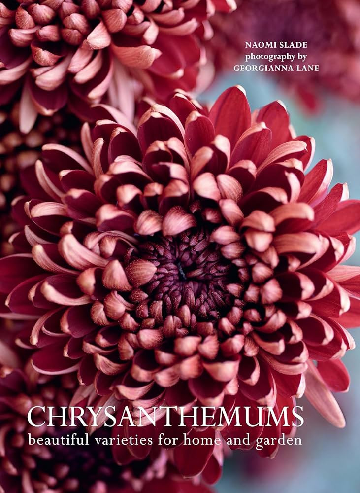 Chrysanthemums: Beautiful Varieties for Home and Garden | Amazon (US)