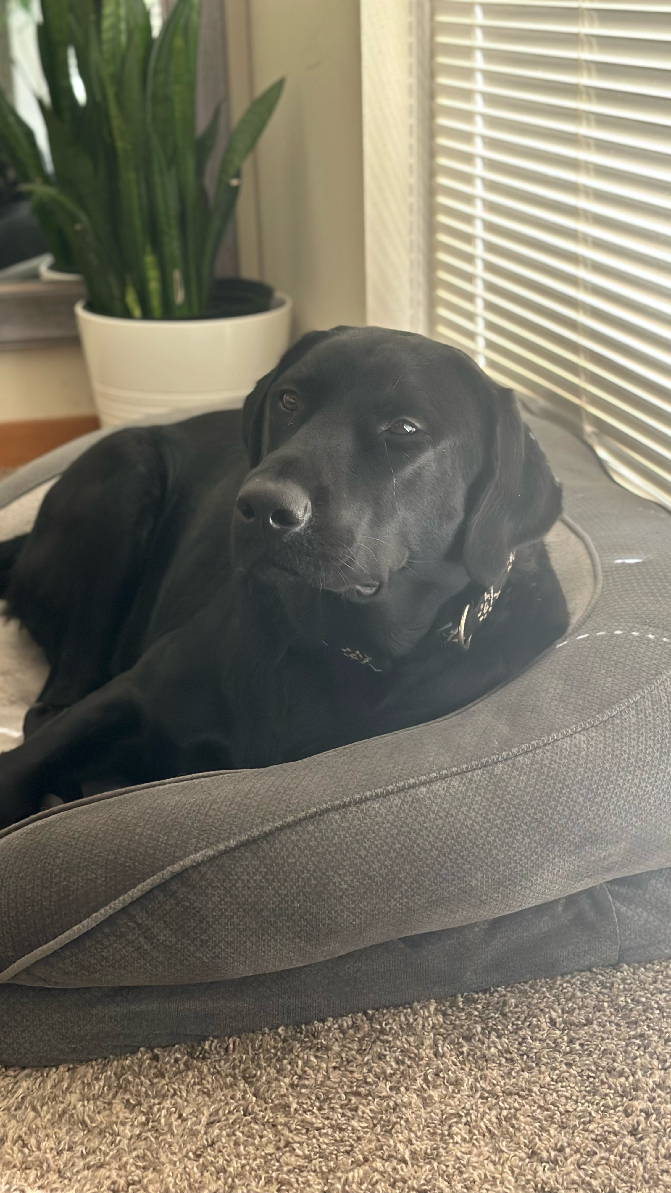 Onyx’s Last Bath In Our Old Apartment 🥰❤️ It’s almost bittersweet 🥹.

#fyp #blacklabsoftiktok #blacklabrador #blacklab #labradorretriever #dogbath #dogbathroutine #bathtime