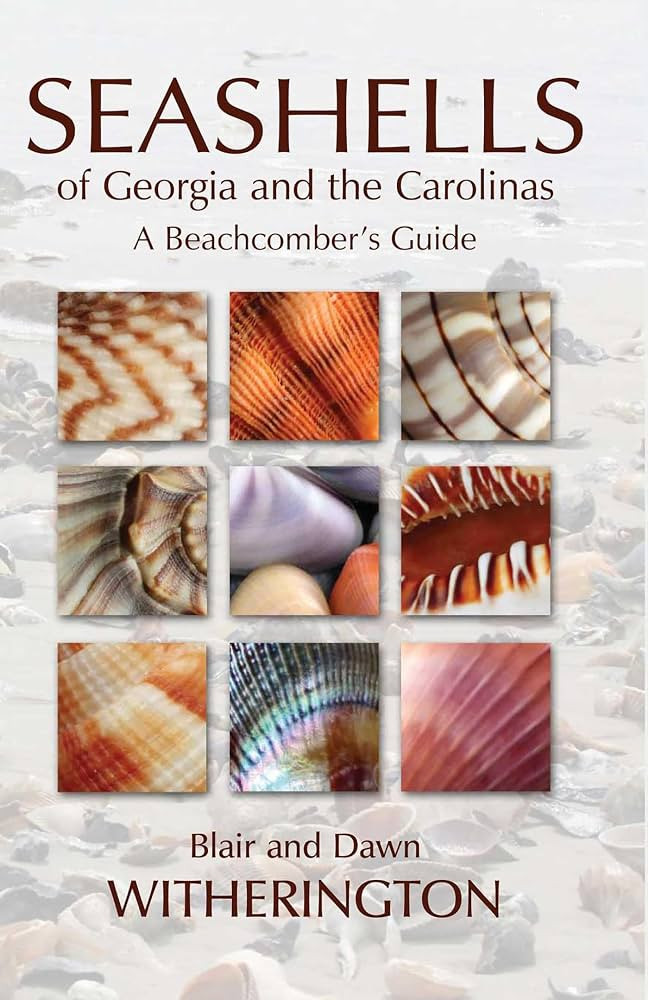 Seashells of Georgia and the Carolinas | Amazon (US)