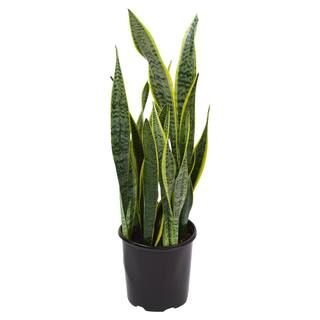 Pure Beauty Farms 1.9 Gal. Sansevieria Laurentii Snake Plant in 9.25 In. Grower's Pot-DC10SANLAUR... | The Home Depot